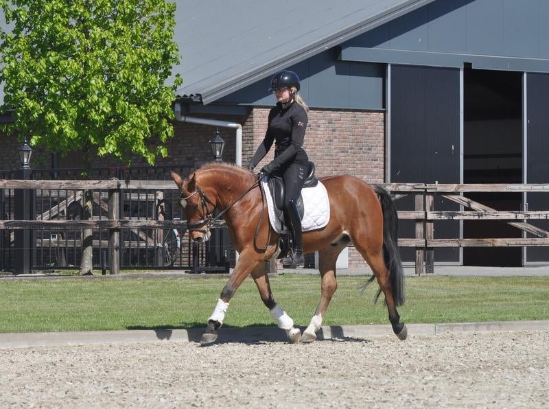 6 jarige D pony ruin, Dieren en Toebehoren, Pony's, Met stamboom, Ruin, Dressuurpony, 3 tot 6 jaar