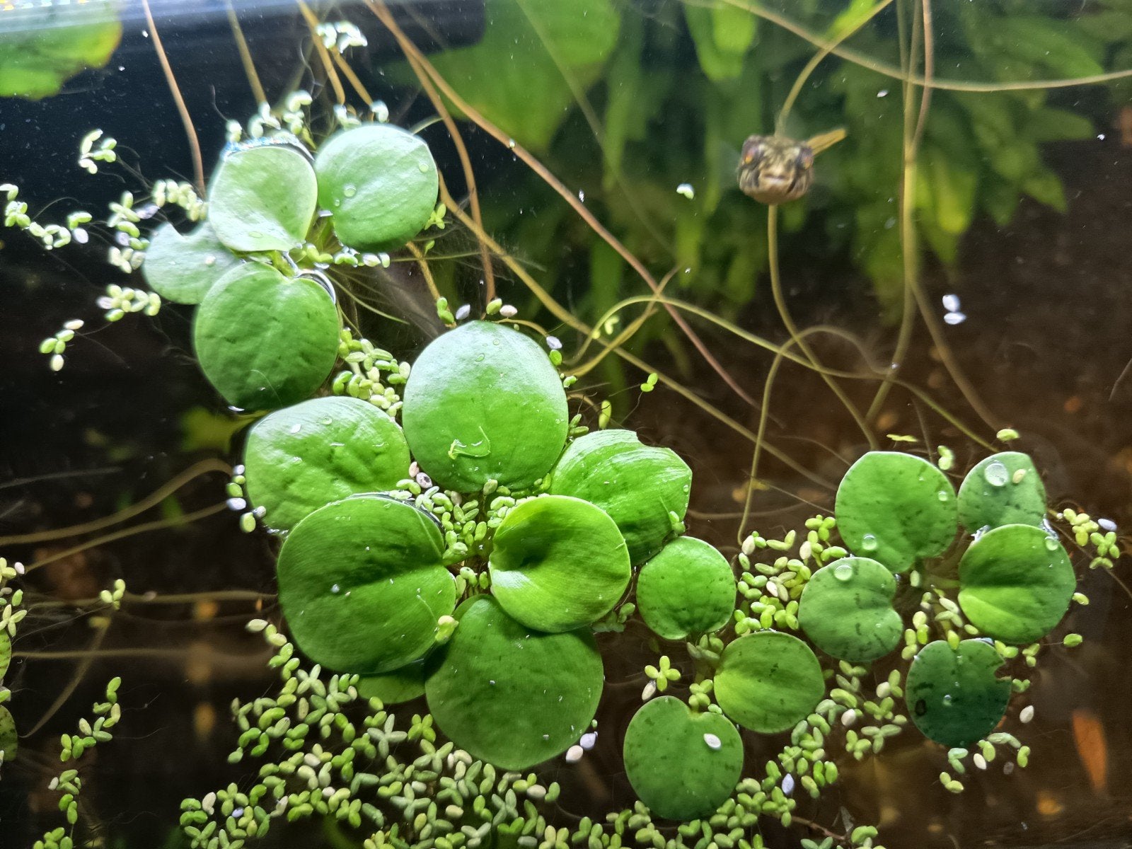 Limnobium laevigatum (Amazonekikkerbeet), Vis