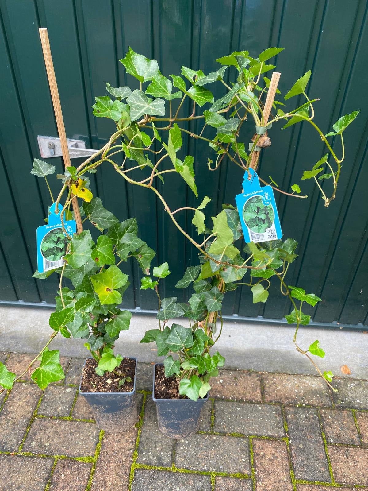 Klimop 16 stuks 90 / 100 cm nieuw in pot, Ophalen of Verzenden, Overige soorten, Haag, Minder dan 100 cm