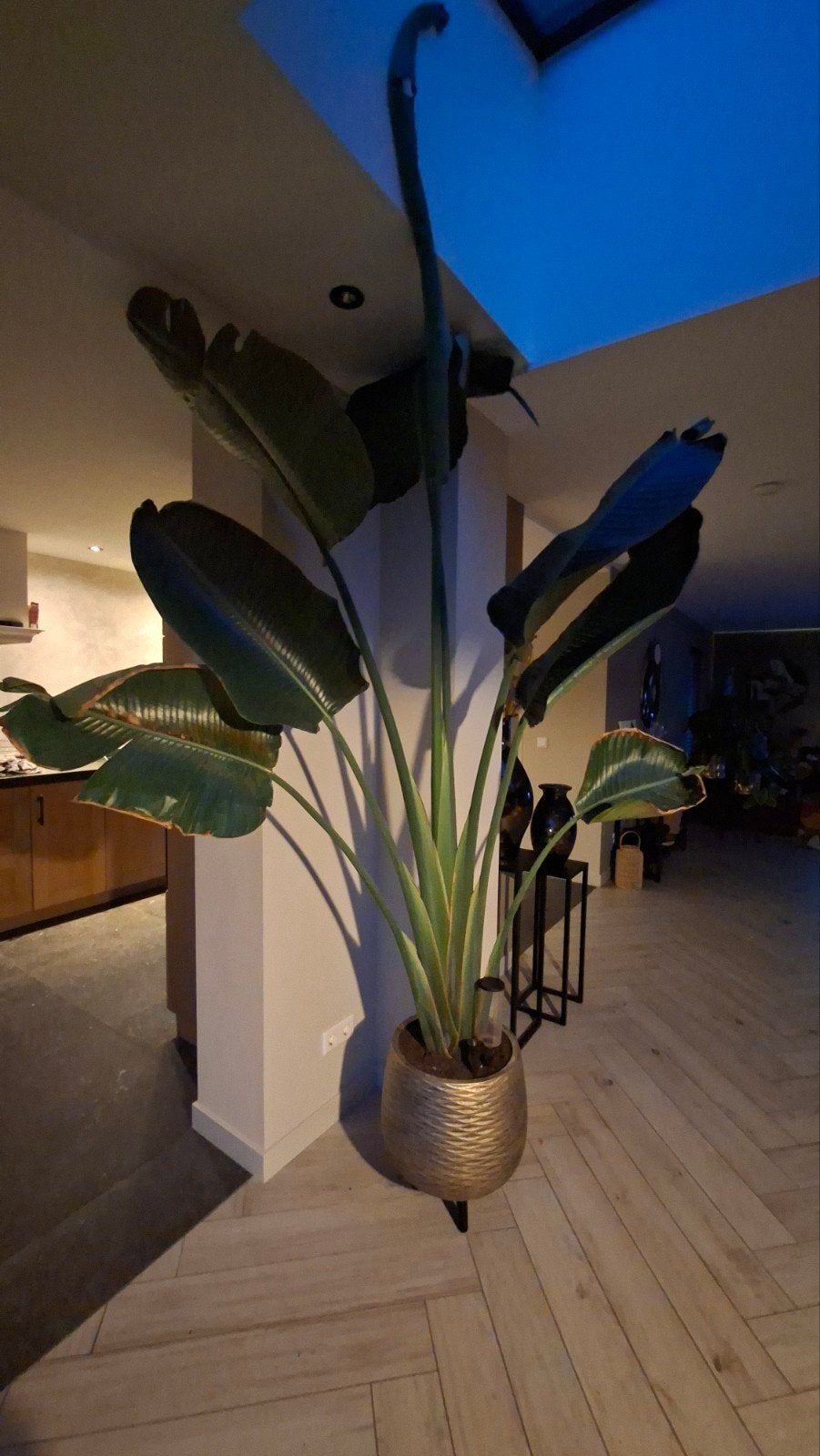 Grote Strelitzia Nicolai - Paradijsvogelplant, Ophalen, 200 cm of meer, Overige soorten, Halfschaduw