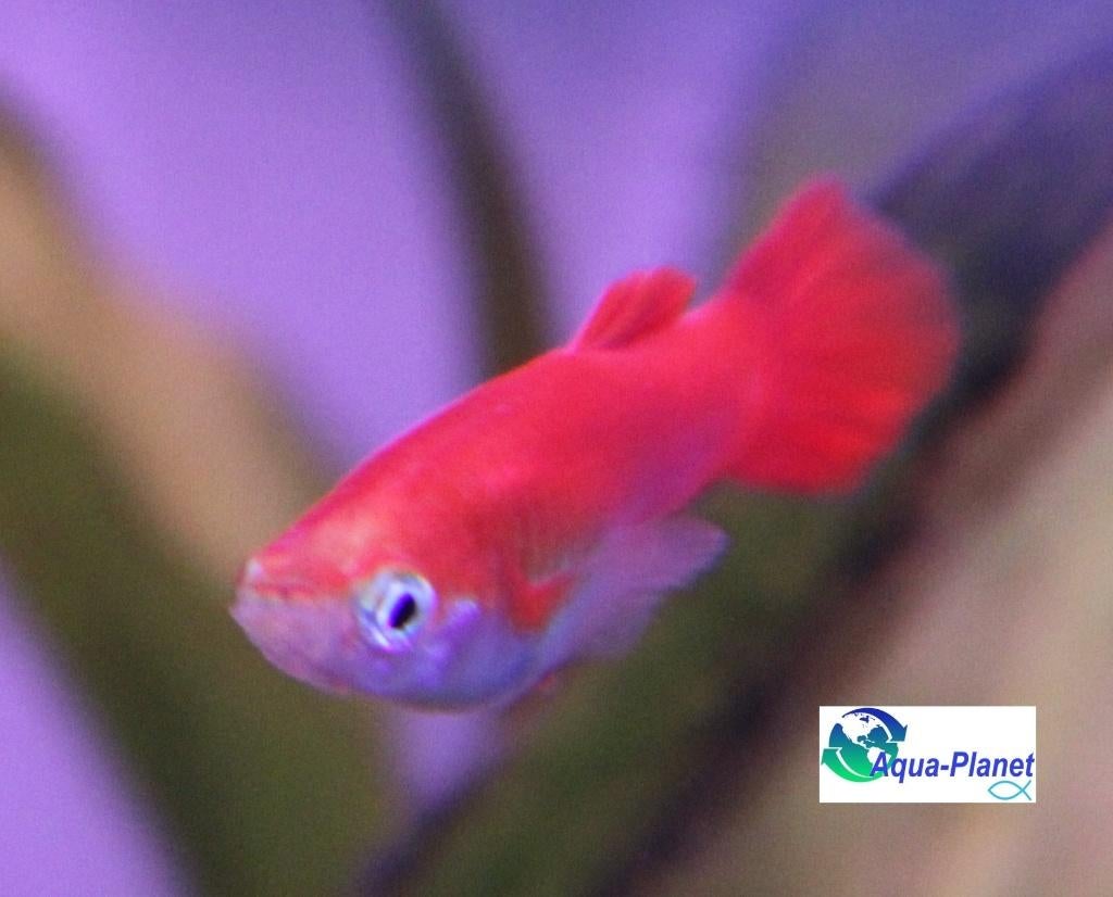 Guppy - Red Male "Mix", Vis, Zoetwatervis