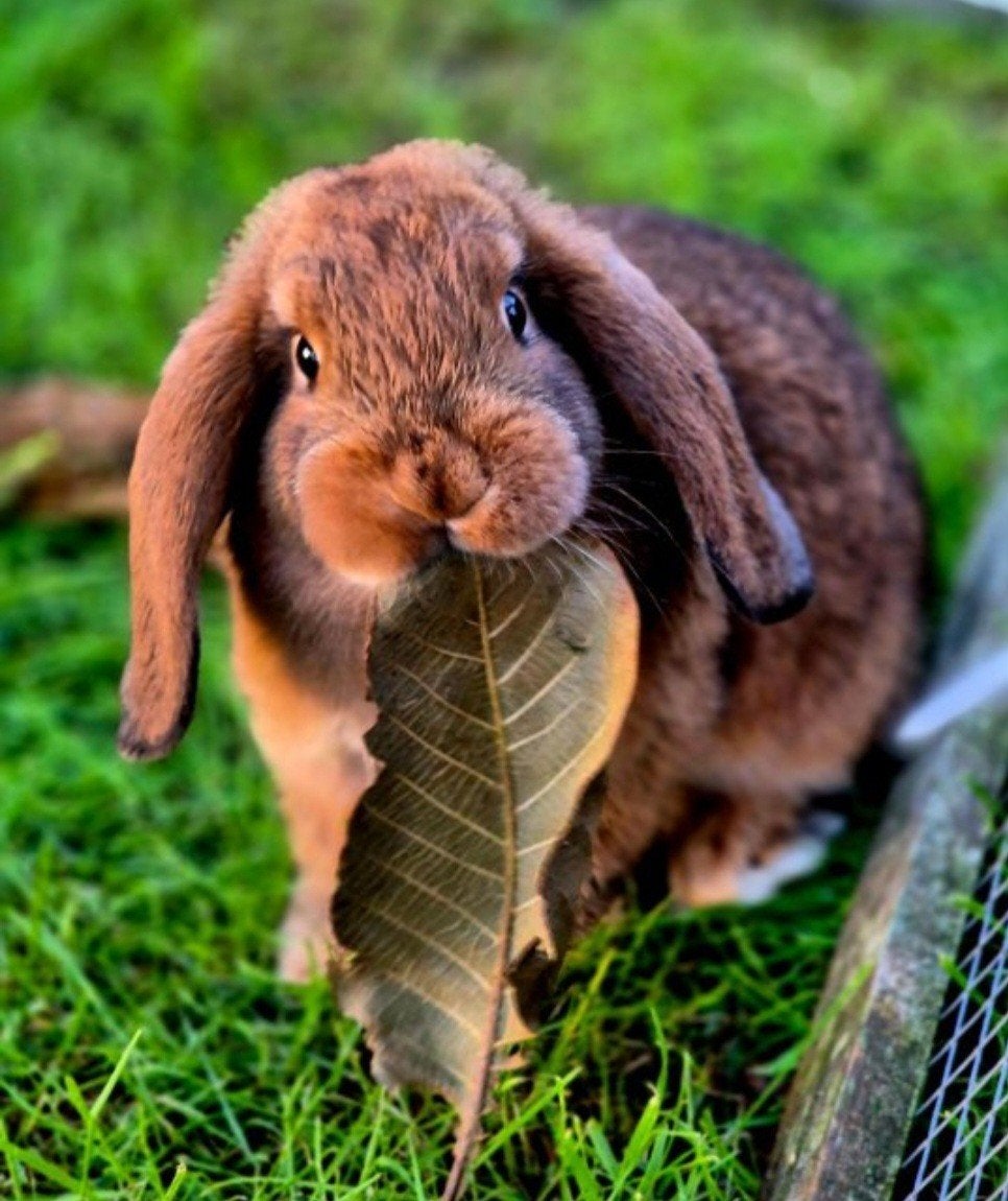 te koop mooie jonge nederlandse dwerg hangoor konijntjes, Meerdere dieren
