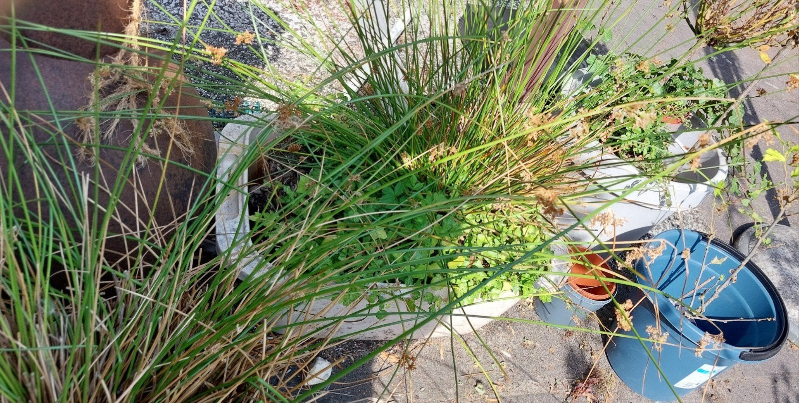 GRATIS grote Vijverplanten / siergras, Ophalen, Vijverfilter