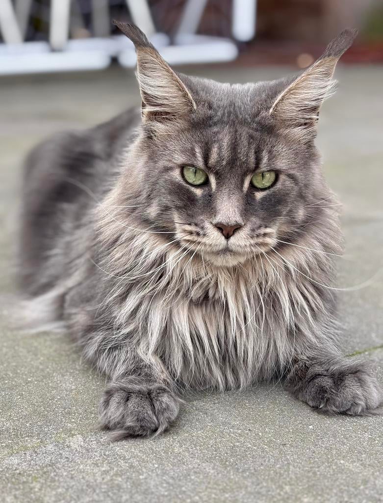 Russische Maine coon Dekkater (niet te koop), Dieren en Toebehoren, Katten en Kittens | Dekkaters, 0 tot 2 jaar