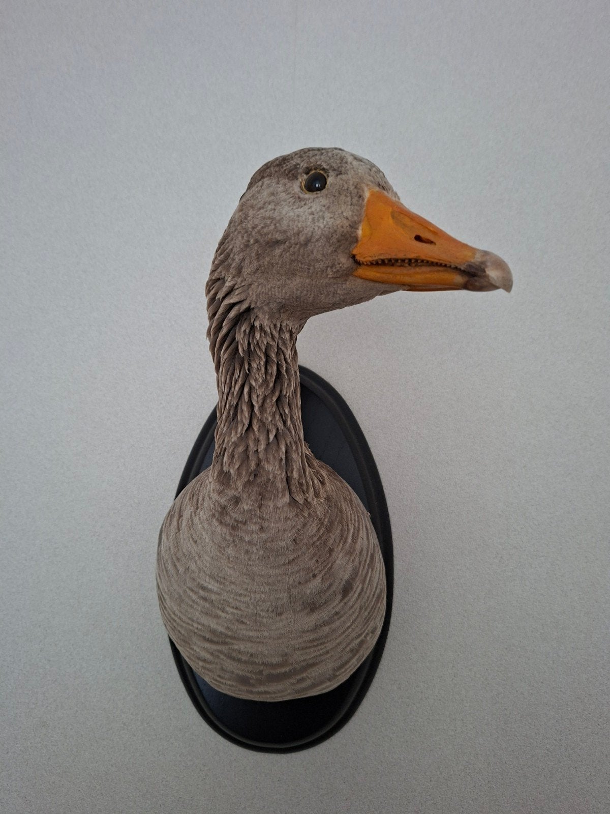 Opgezette gans - Decoratieve wandmontage, Verzamelen, Ophalen, Zo goed als nieuw, Vogel, Opgezet dier