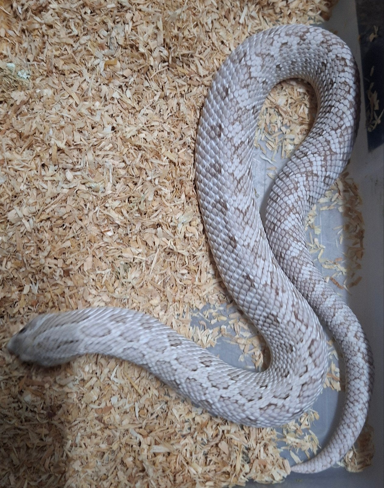 hognose toxic 1.0 Hognose Snake photo 2