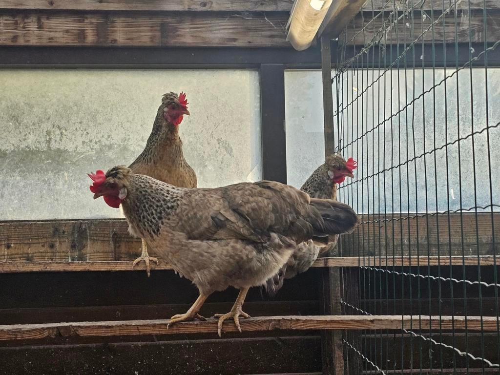 7 legbar hennen, Dieren en Toebehoren, Vrouwelijk, Kip