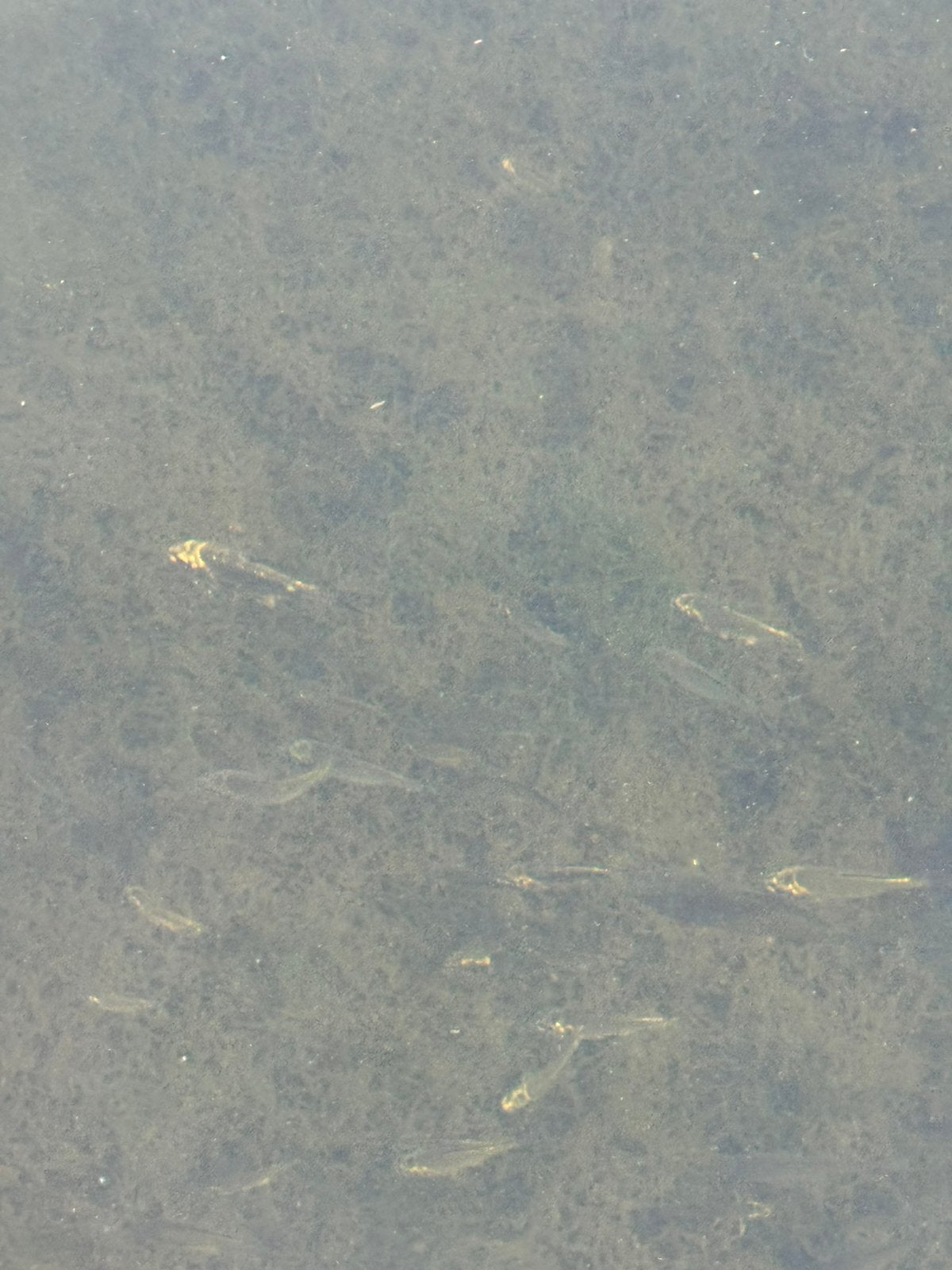 Koikarpers, Dieren en Toebehoren, Vissen | Vijvervissen, Karper of Koi