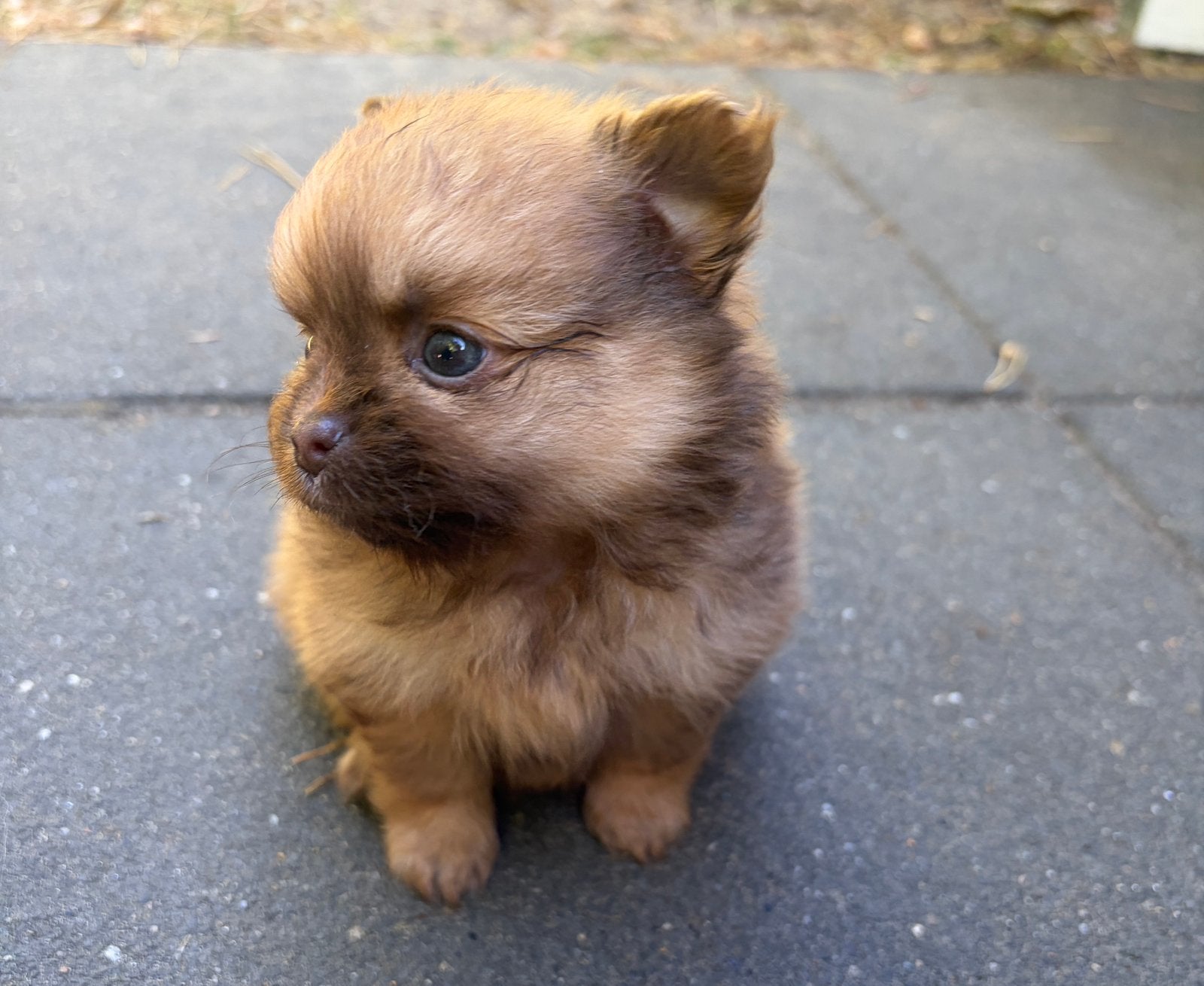 🐶🐻 Chihuahua teefje pup langharig 🐻🐶, Parvo, 8 tot 15 weken, Teef, Meerdere