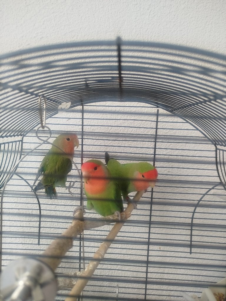 Papagai, Dieren en Toebehoren, Vogels | Parkieten en Papegaaien, Dwergpapegaai of Agapornis, Tam