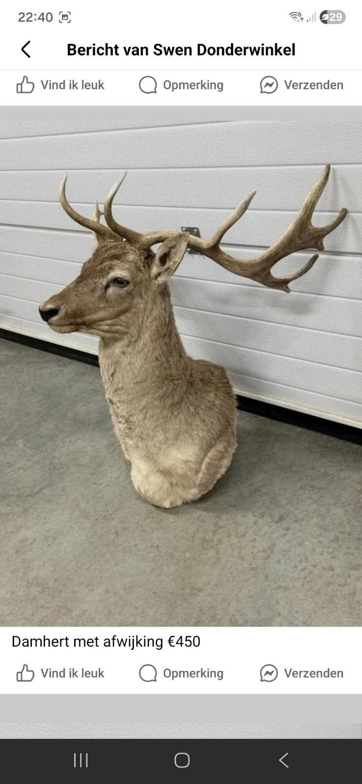 Veel opgezette dieren taxidermie geweien schedels decoratie, Ophalen, Opgezet dier
