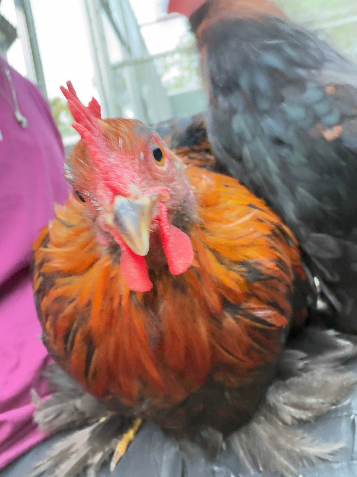 Bako, tamme Cochin kriel haan, Mannelijk, Kip
