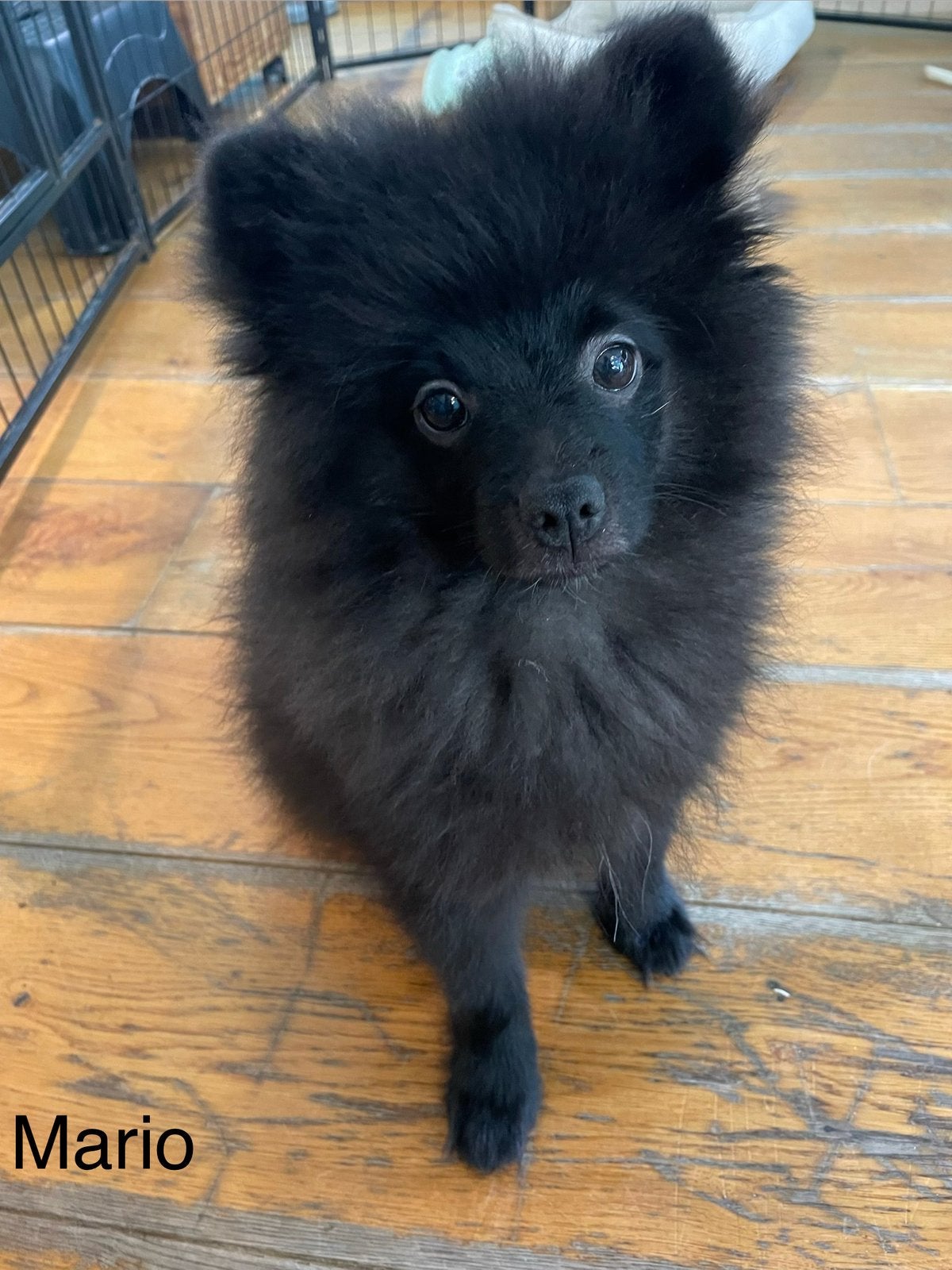 2 Prachtige pomeriaan/dwergkees pups.(Reutjes)💙💙, Overige rassen, 8 tot 15 weken, Parvo, Meerdere