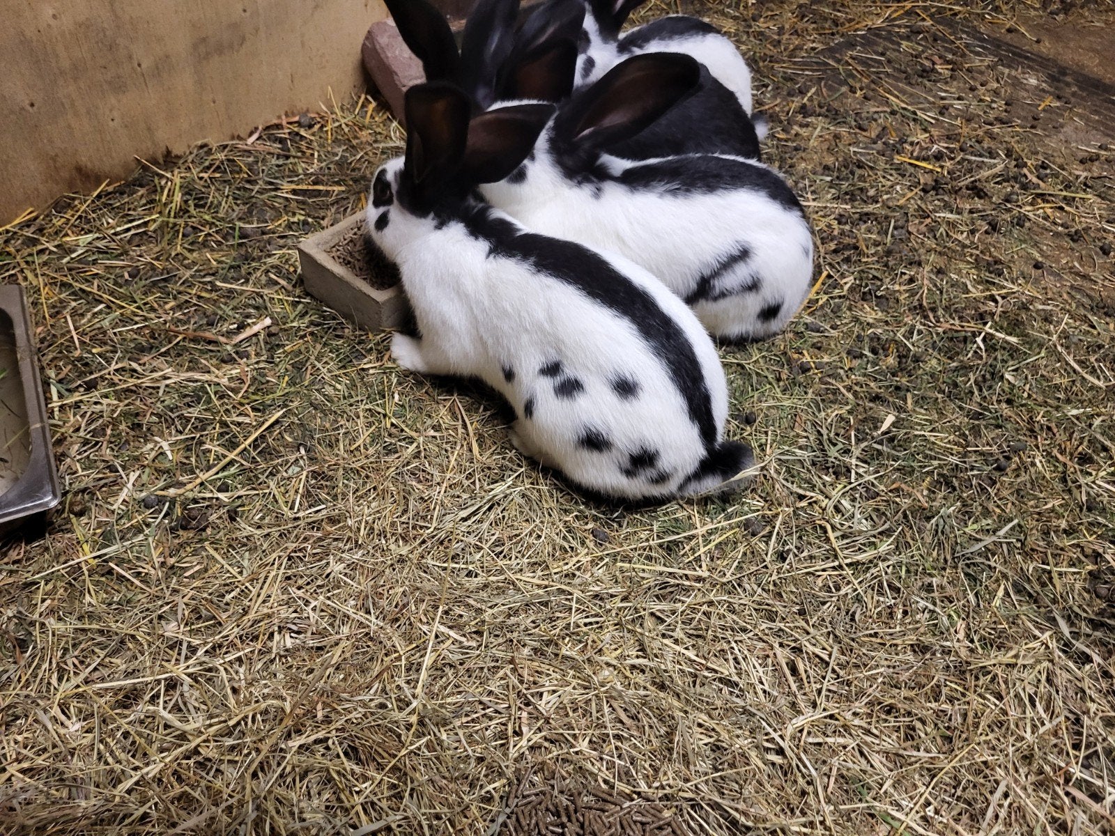Lotharinger konijnen, Meerdere dieren, Groot