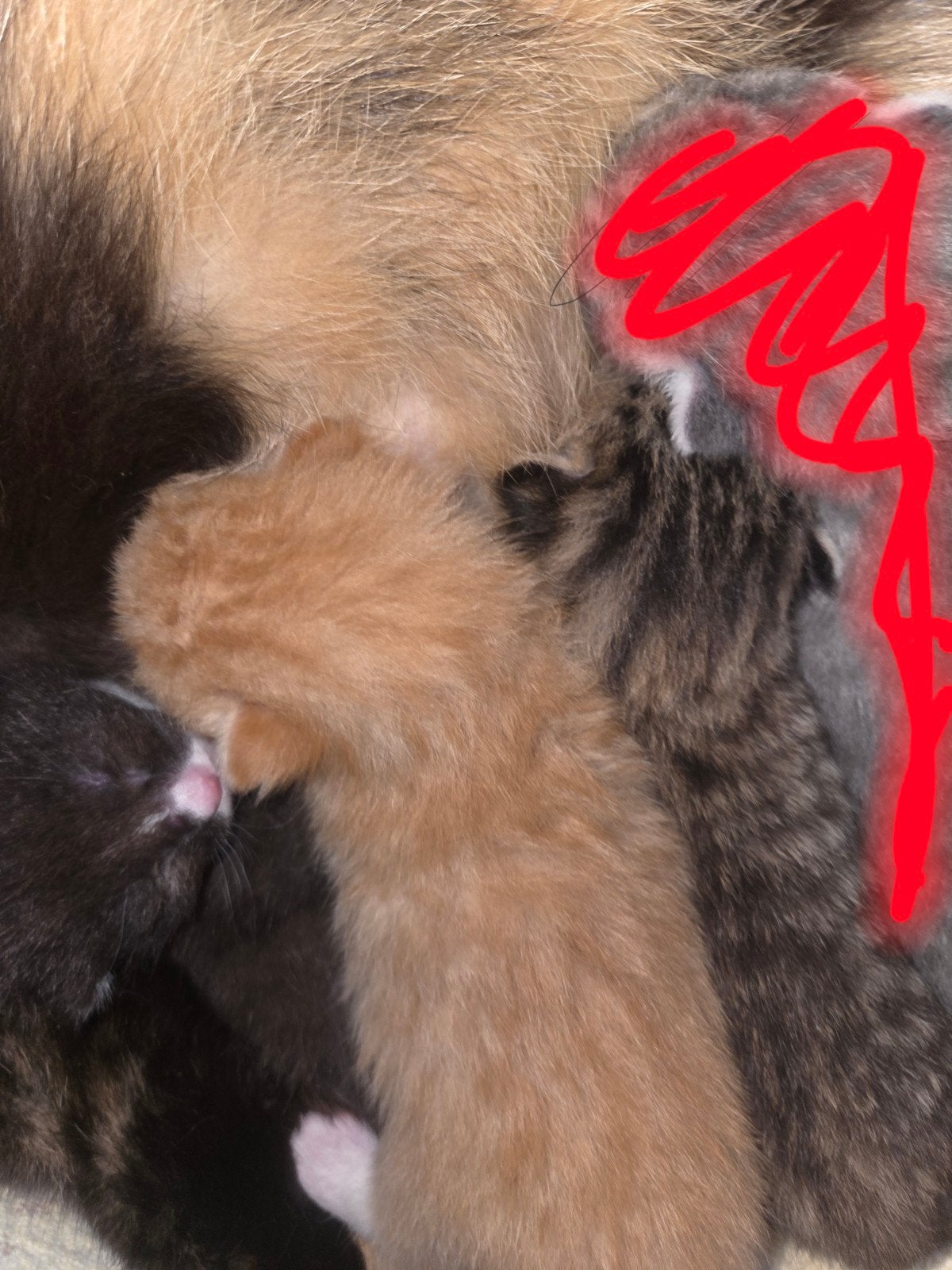 6 gezonde kittens, Geslacht onbekend