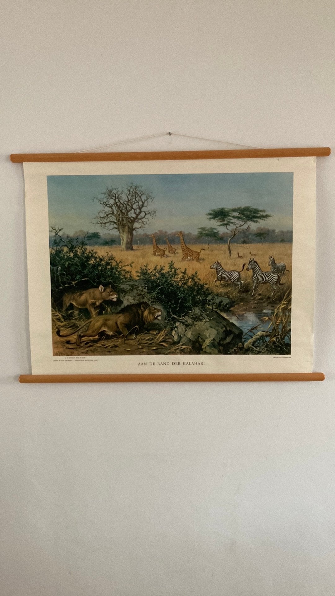 Vintage schoolplaat aan de rand der kalahari, Ophalen of Verzenden, Natuur en Biologie