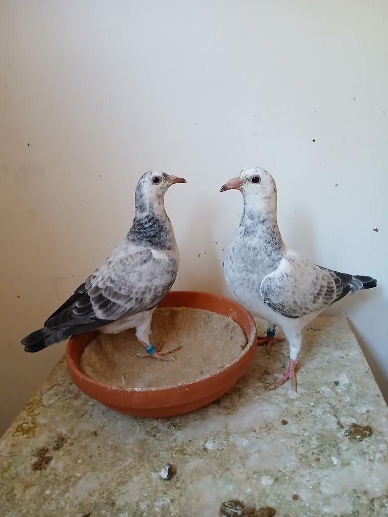 Jonge postduiven, Dieren en Toebehoren, Vogels | Duiven, Meerdere dieren, Postduif
