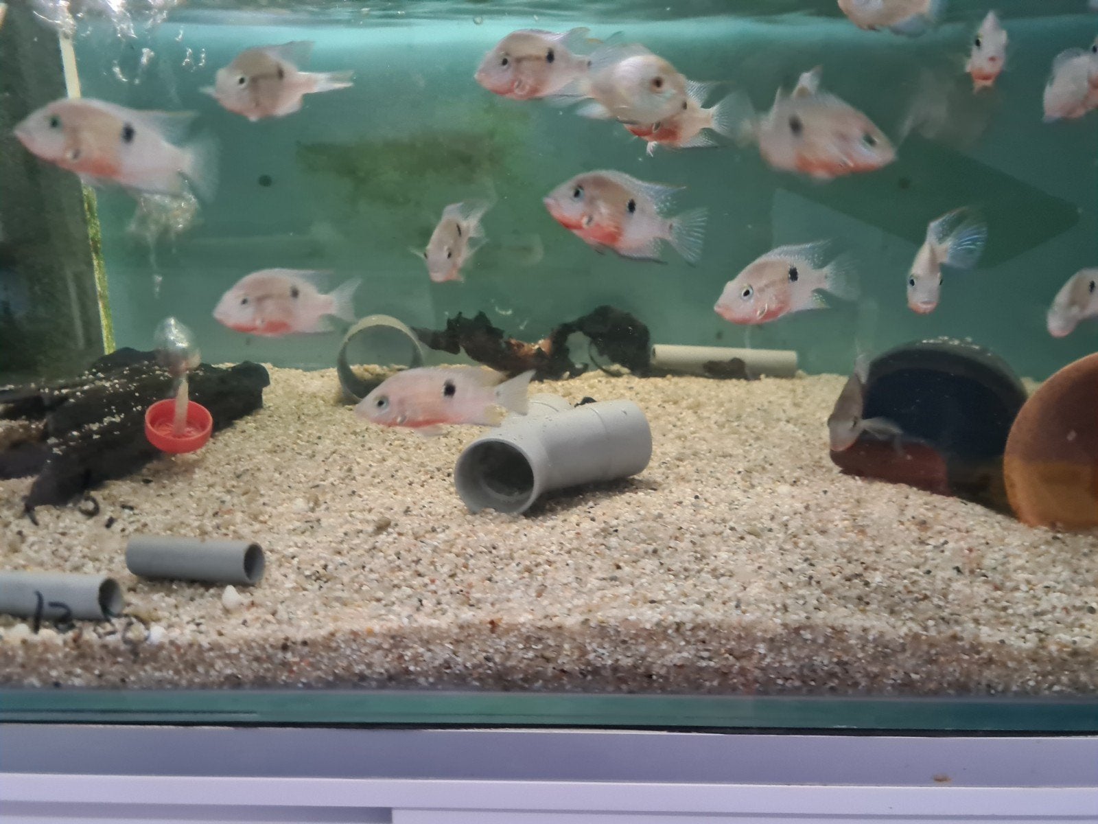 Vuurkeelcichliden, Thorichthys Meeki cichliden, Dieren en Toebehoren, Vis, Zoetwatervis