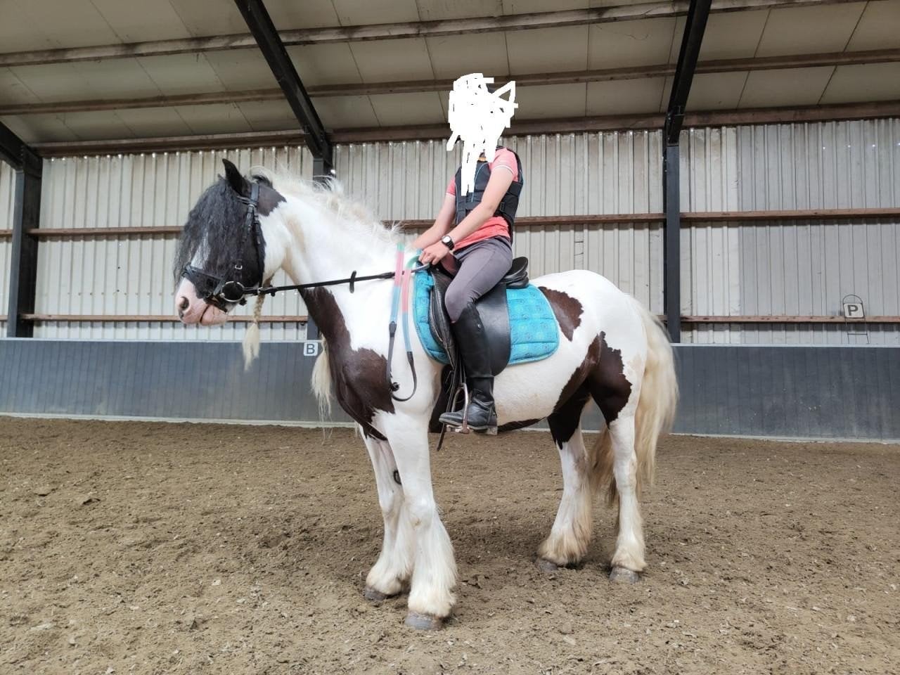 paard te koop, Dieren en Toebehoren, Paarden, Merrie, Minder dan 160 cm, Met stamboom, Zadelmak