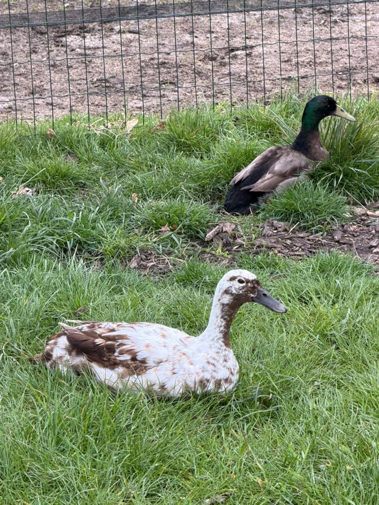 Loopeenden koppel, Meerdere dieren, Eend