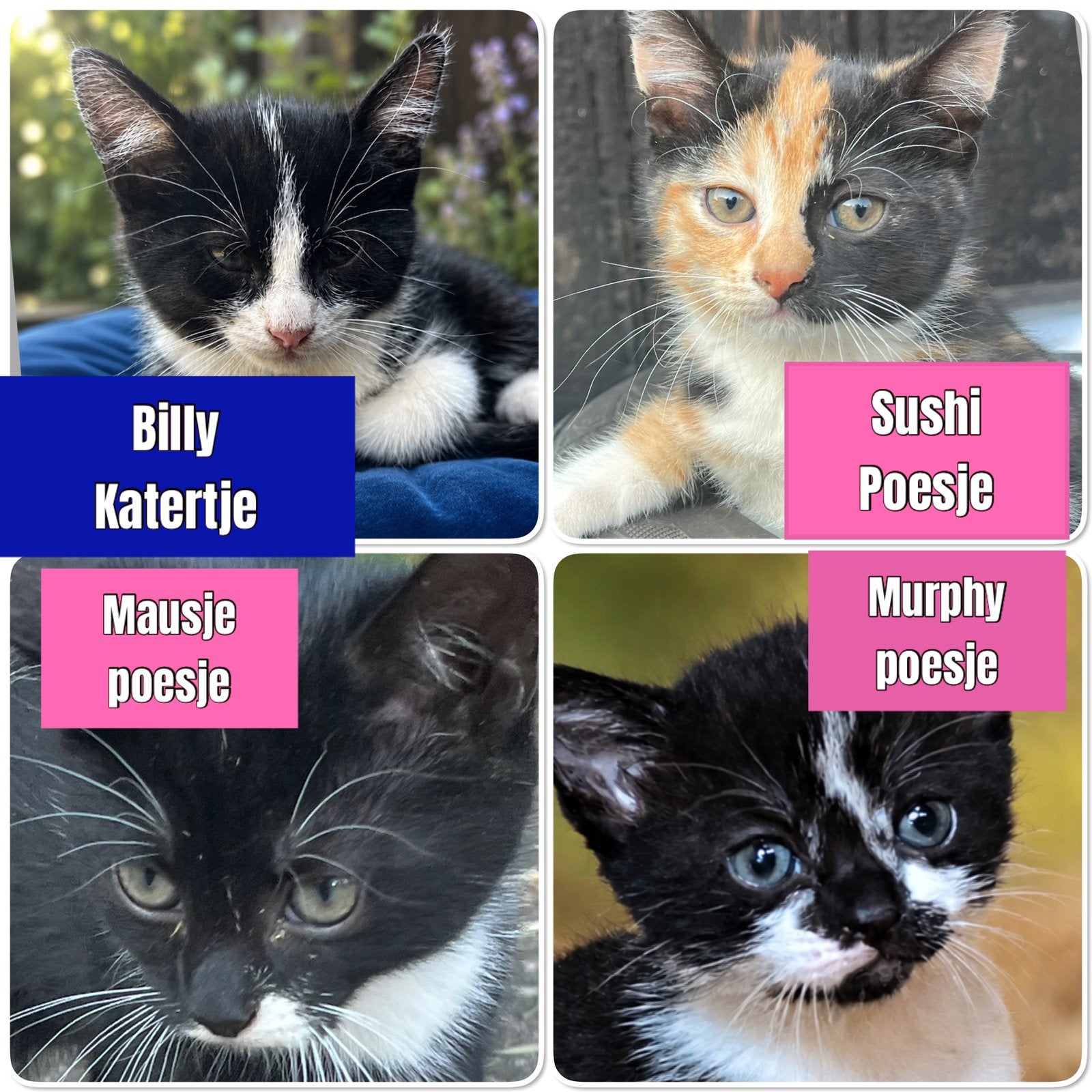Kittens, Dieren en Toebehoren, Katten en Kittens | Overige Katten, Meerdere dieren