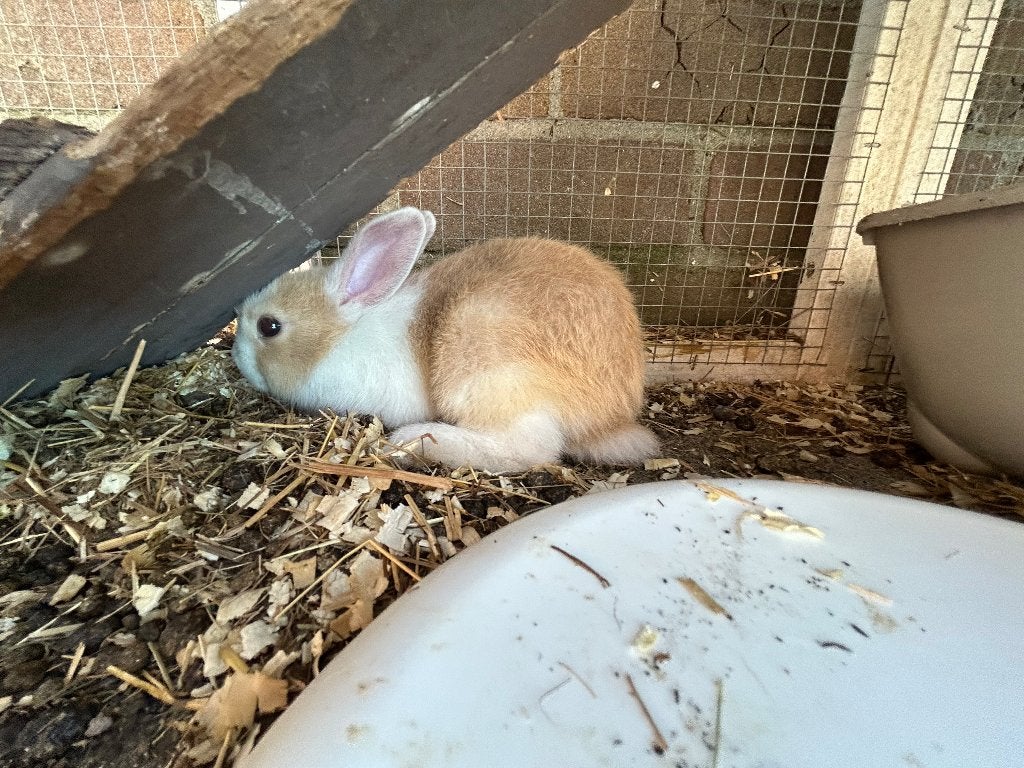 Dwergkonijntjes, Dieren en Toebehoren, Meerdere dieren, Dwerg, Hangoor, 0 tot 2 jaar