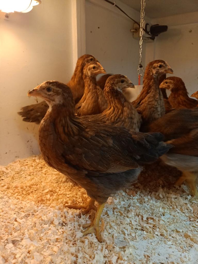 Hen kuikens Welsumer groot, Dieren en Toebehoren, Pluimvee, Vrouwelijk, Kip