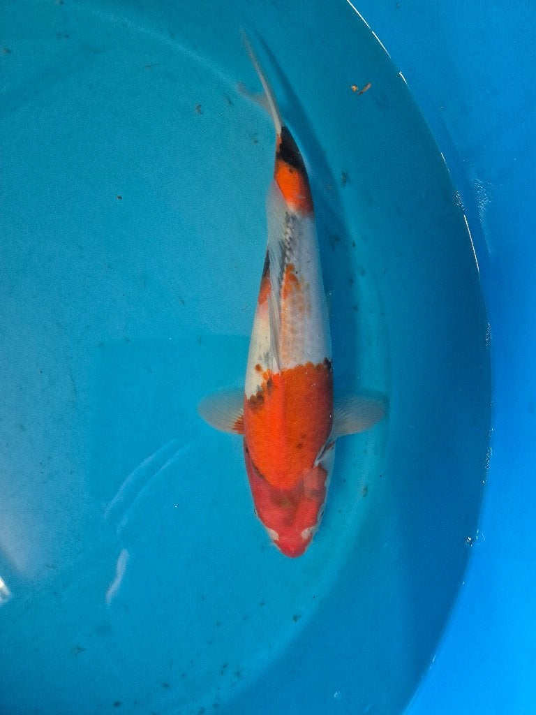 Showa, Dieren en Toebehoren, Karper of Koi