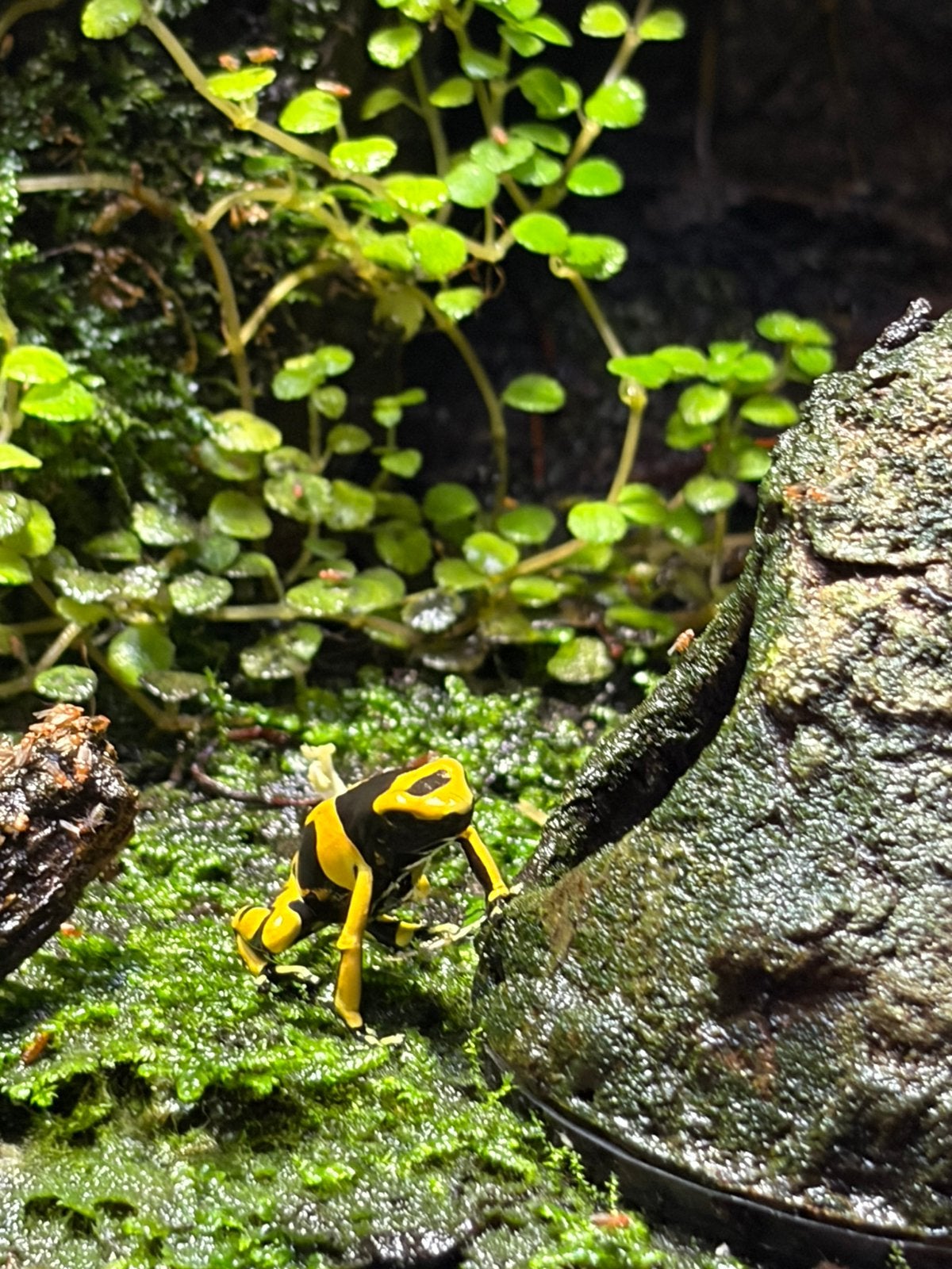Pijlgifkikkers D. Leucomelas Frog photo 4
