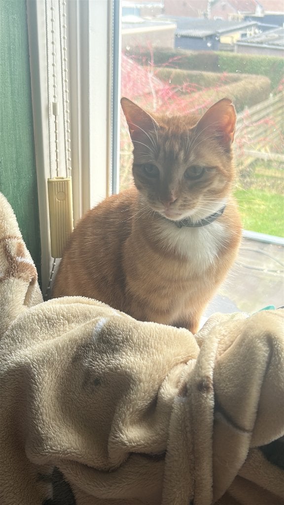 Te koop: Milo, Poes, Kortharig, 3 tot 5 jaar