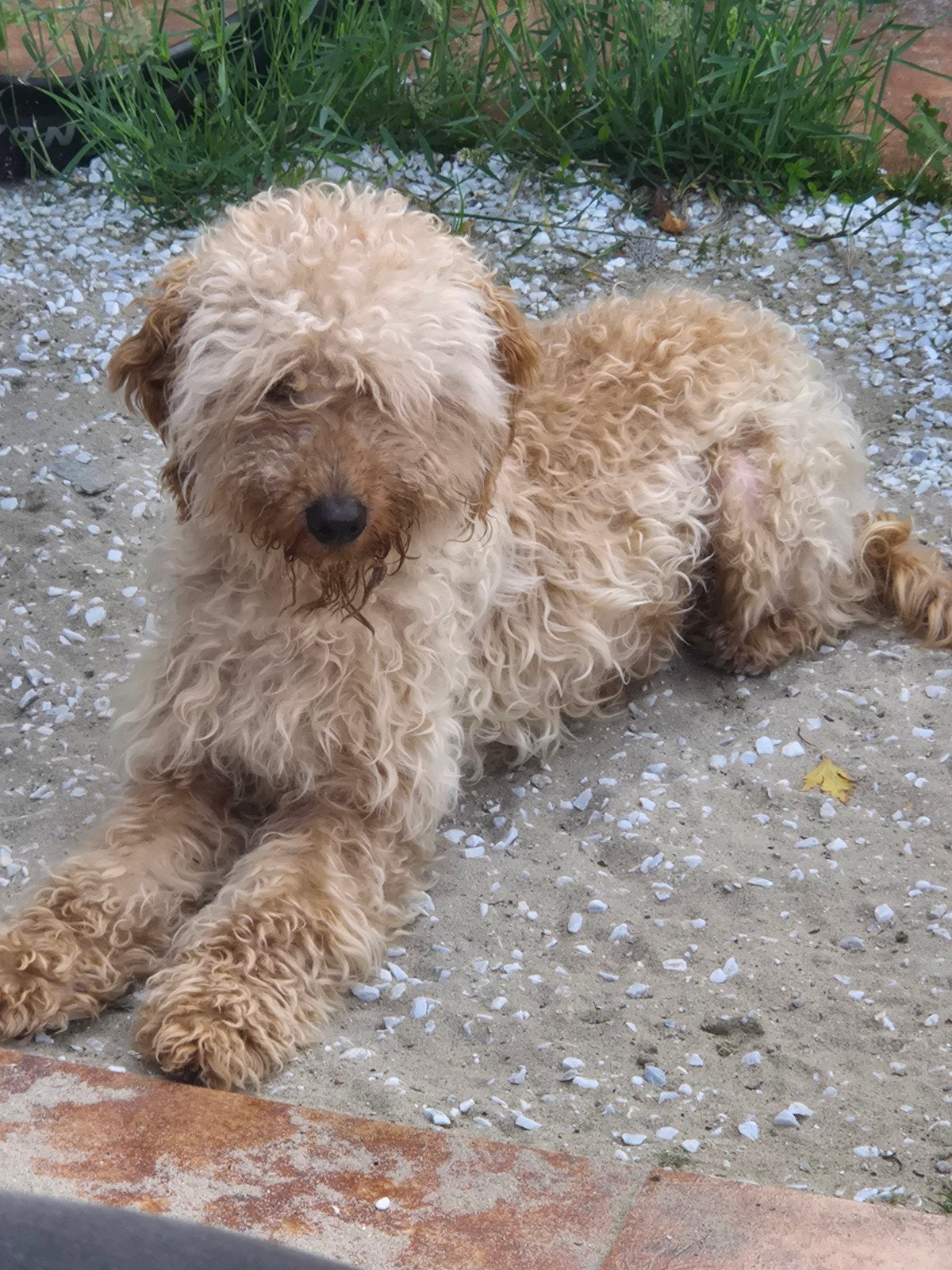 superlieve knuffelbare cockapoo, Reu, 1 tot 2 jaar, Parvo, Eén hond