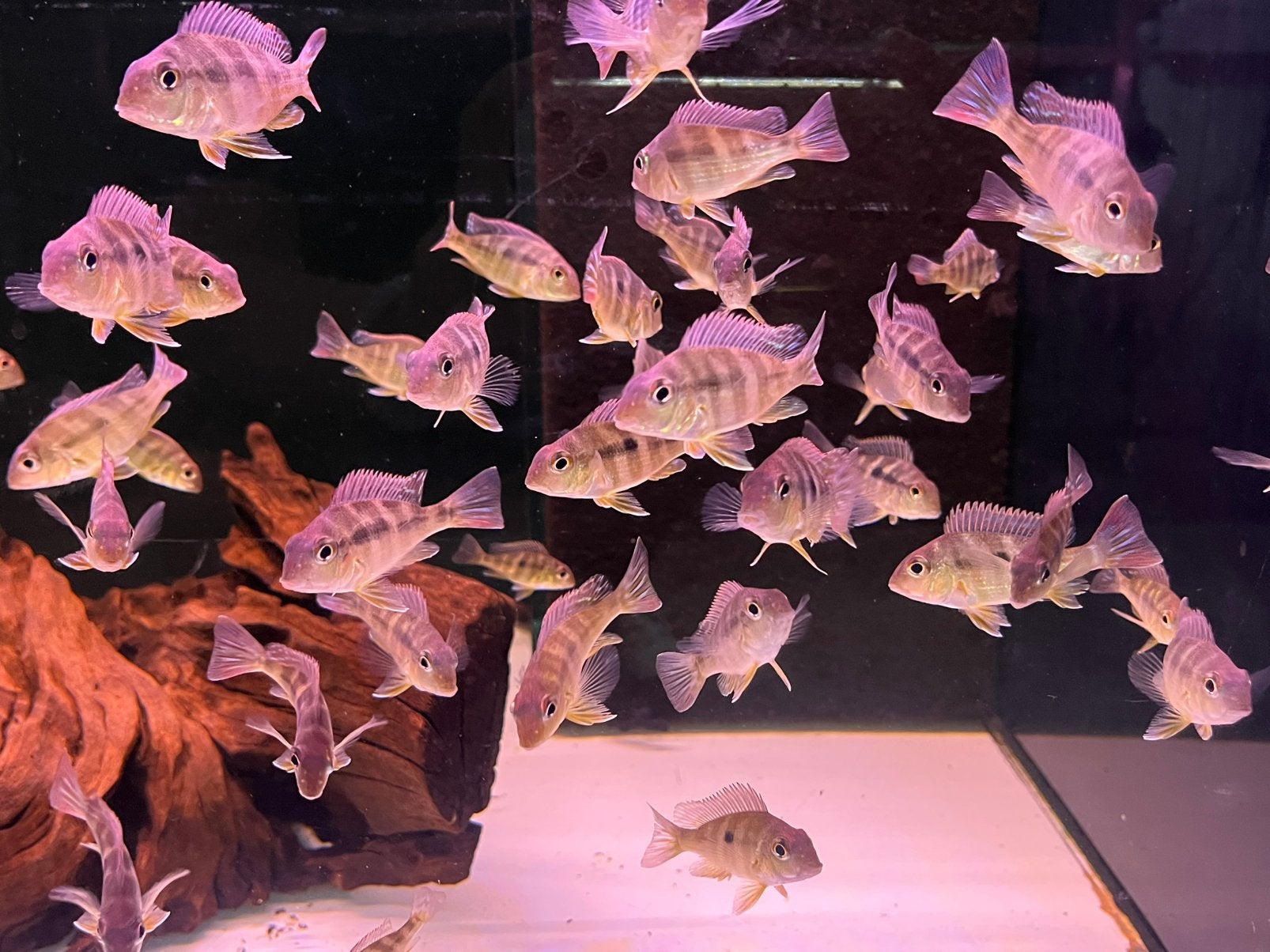 Geophagus megasema, Dieren en Toebehoren, Vis
