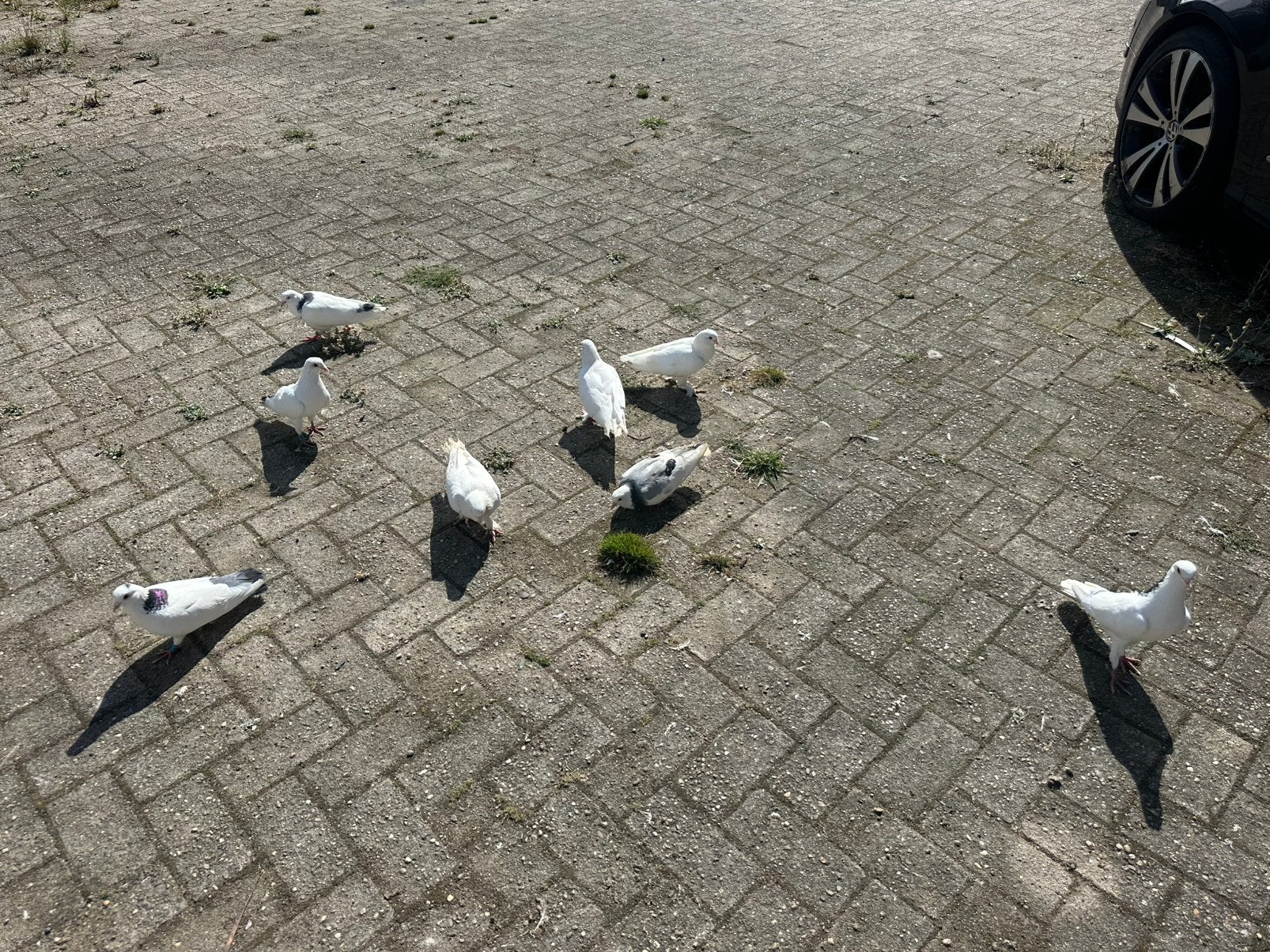 Duiven., Dieren en Toebehoren, Pluimvee, Meerdere dieren, Kip