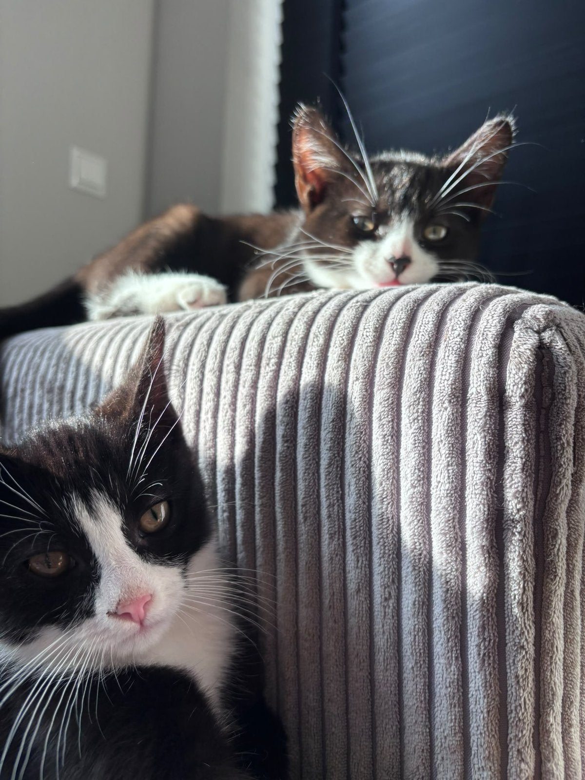2 super lieve kittens, broertjes, samen weg, Dieren en Toebehoren, Kater, Kortharig, 0 tot 2 jaar