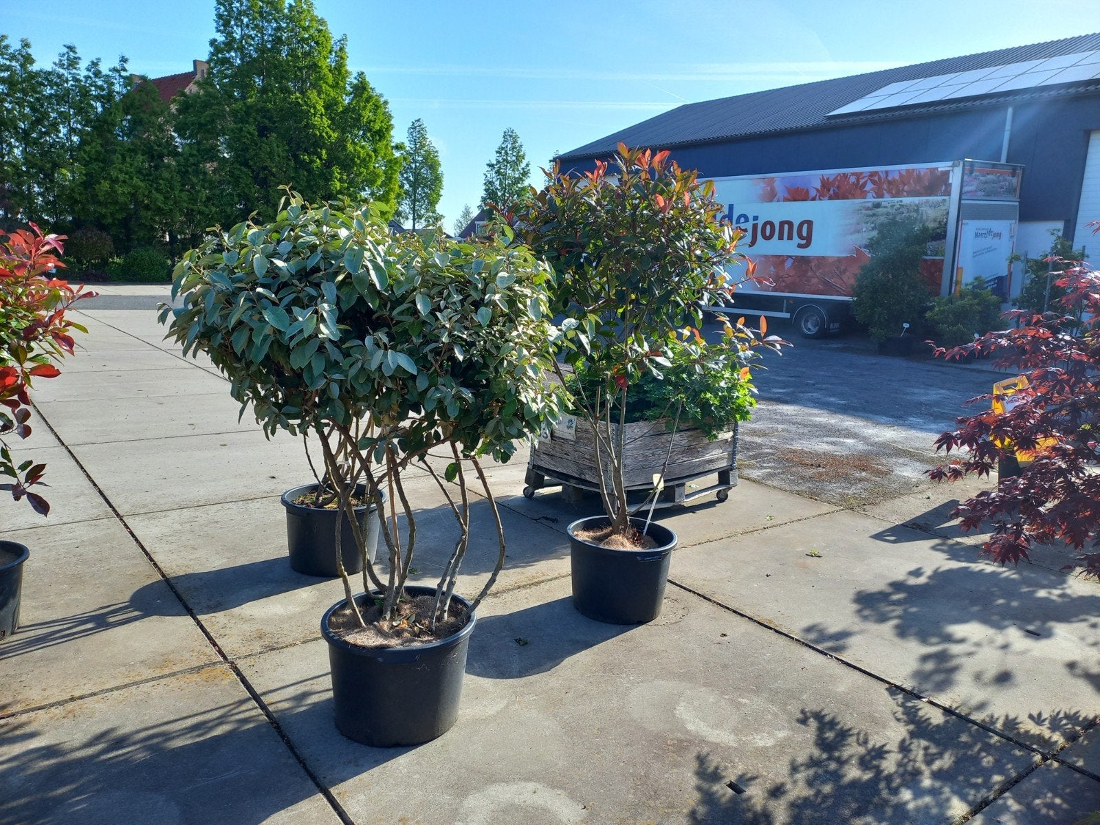 meerstammige Photinia, 3 stammige Berk, Elaeagnus, Tuin en Terras, Ophalen, Lente, Overige soorten, Volle zon