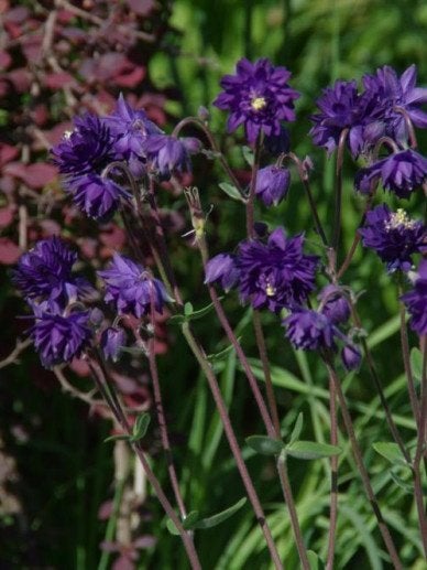 Zaden Akelei Blue Barlow, Verzenden, Volle zon