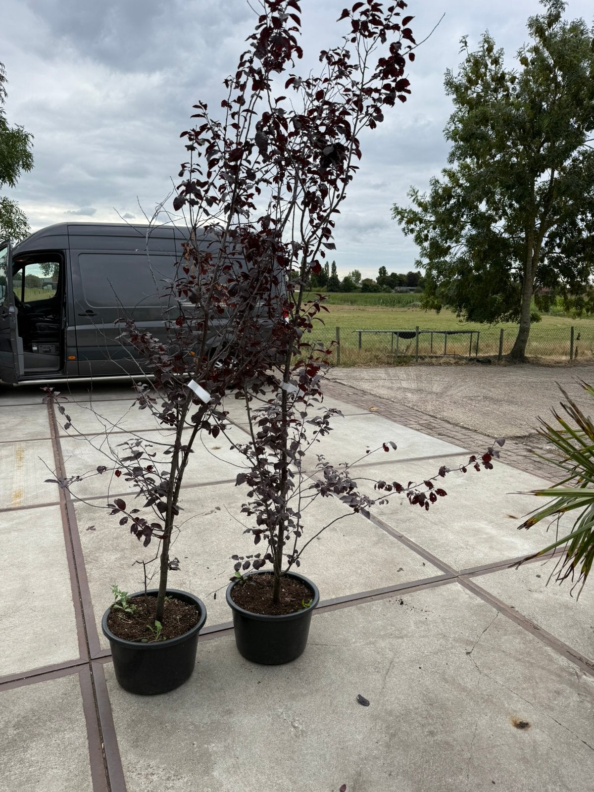 Prunus seracifera nigra / kers pruim  struik 2 m 29,50 pst, Halfschaduw, Overige soorten, Lente, 100 tot 250 cm