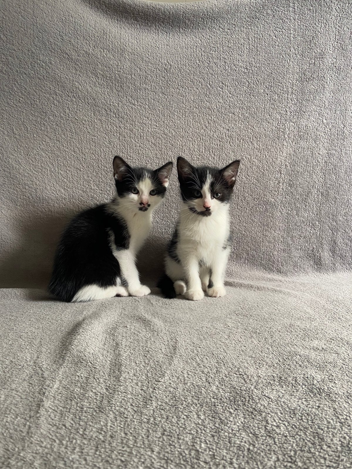 2 lieve katertjes, Dieren en Toebehoren, Katten en Kittens | Overige Katten, Meerdere dieren, Kortharig, 0 tot 2 jaar