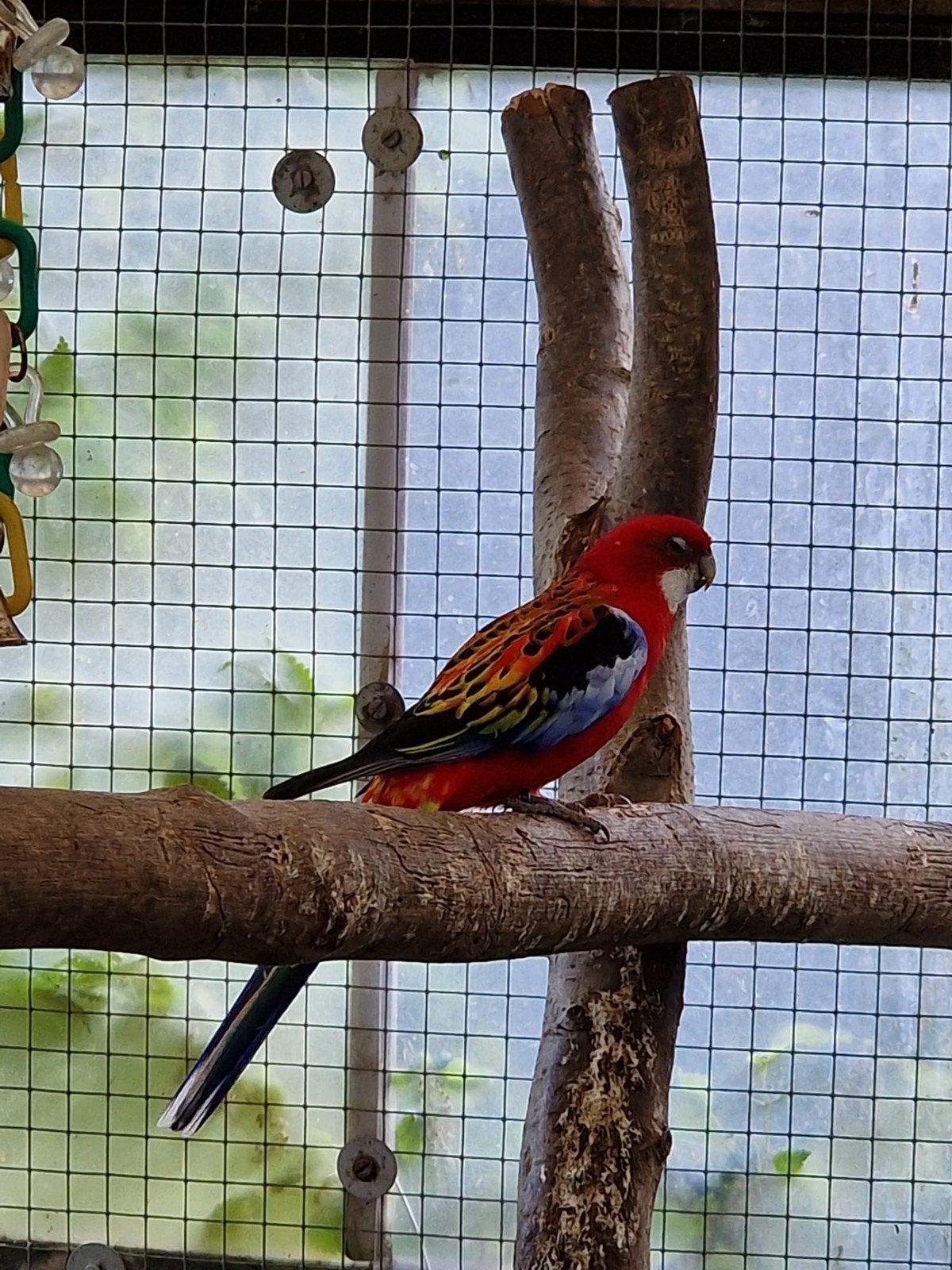 rosella te koop, Dieren en Toebehoren