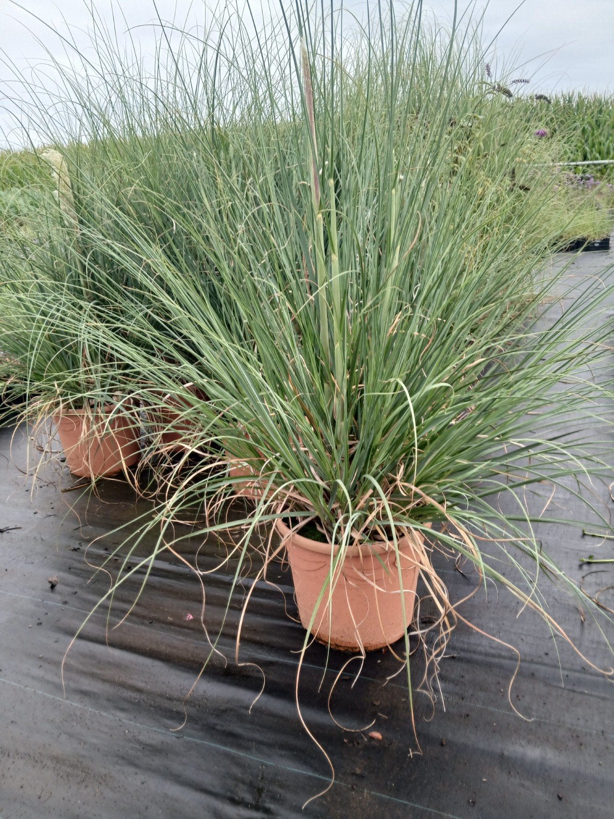 Cortaderia Avita - Siergras voor uw tuin, Ophalen of Verzenden, Siergrassen, Volle zon