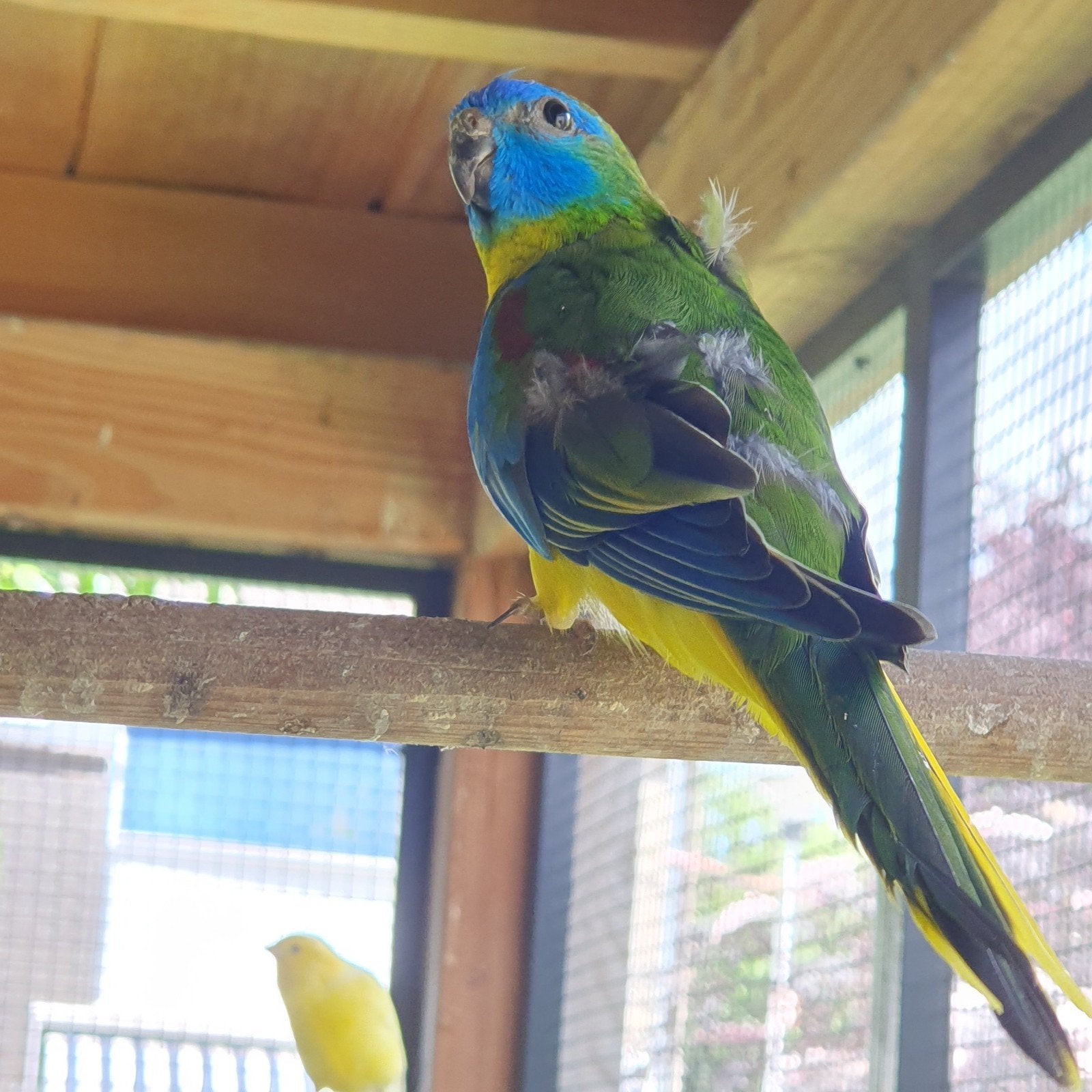 Koppel wildkleur turquoisine parkieten, Dieren en Toebehoren, Vogels | Parkieten en Papegaaien, Meerdere dieren, Parkiet, Geringd