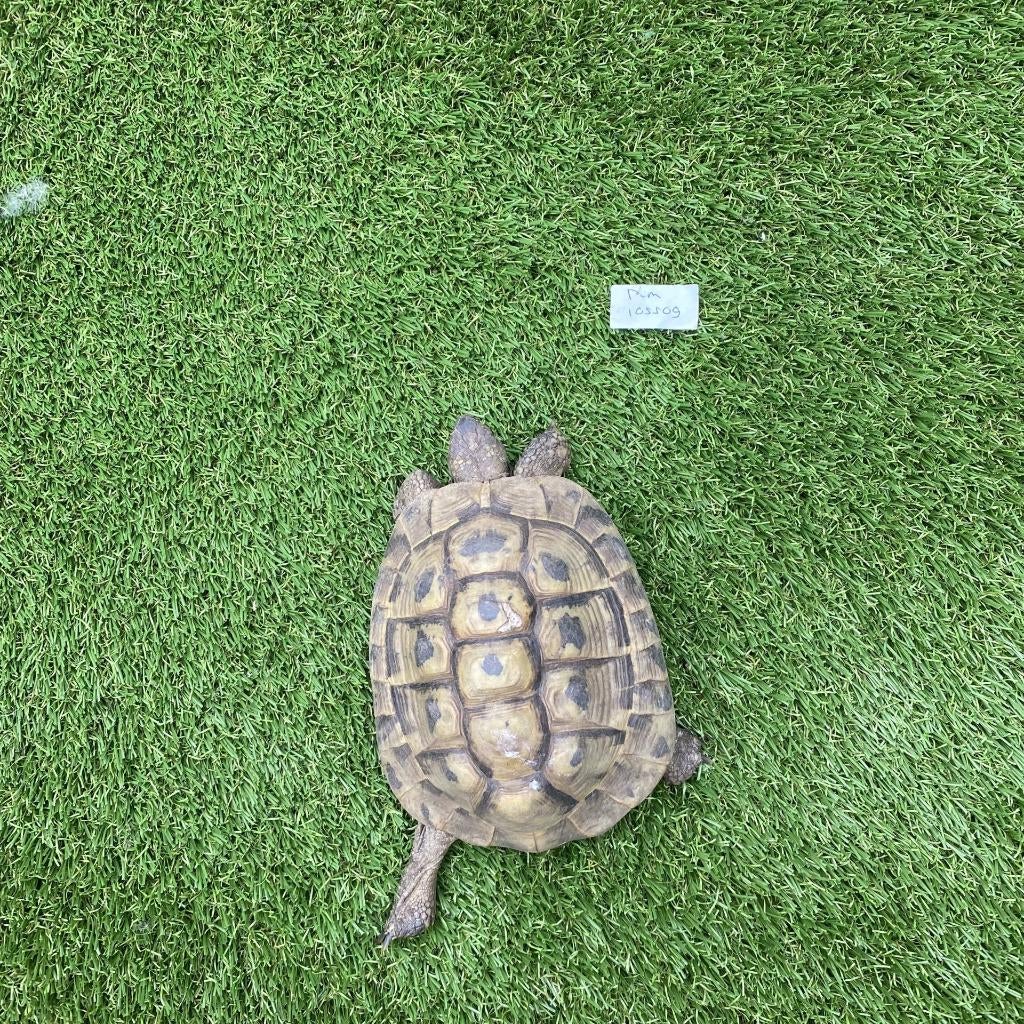 volwassen Griekse landschildpad (Testudo hermanni) 2006 Tortoise - male for sale from marktplein