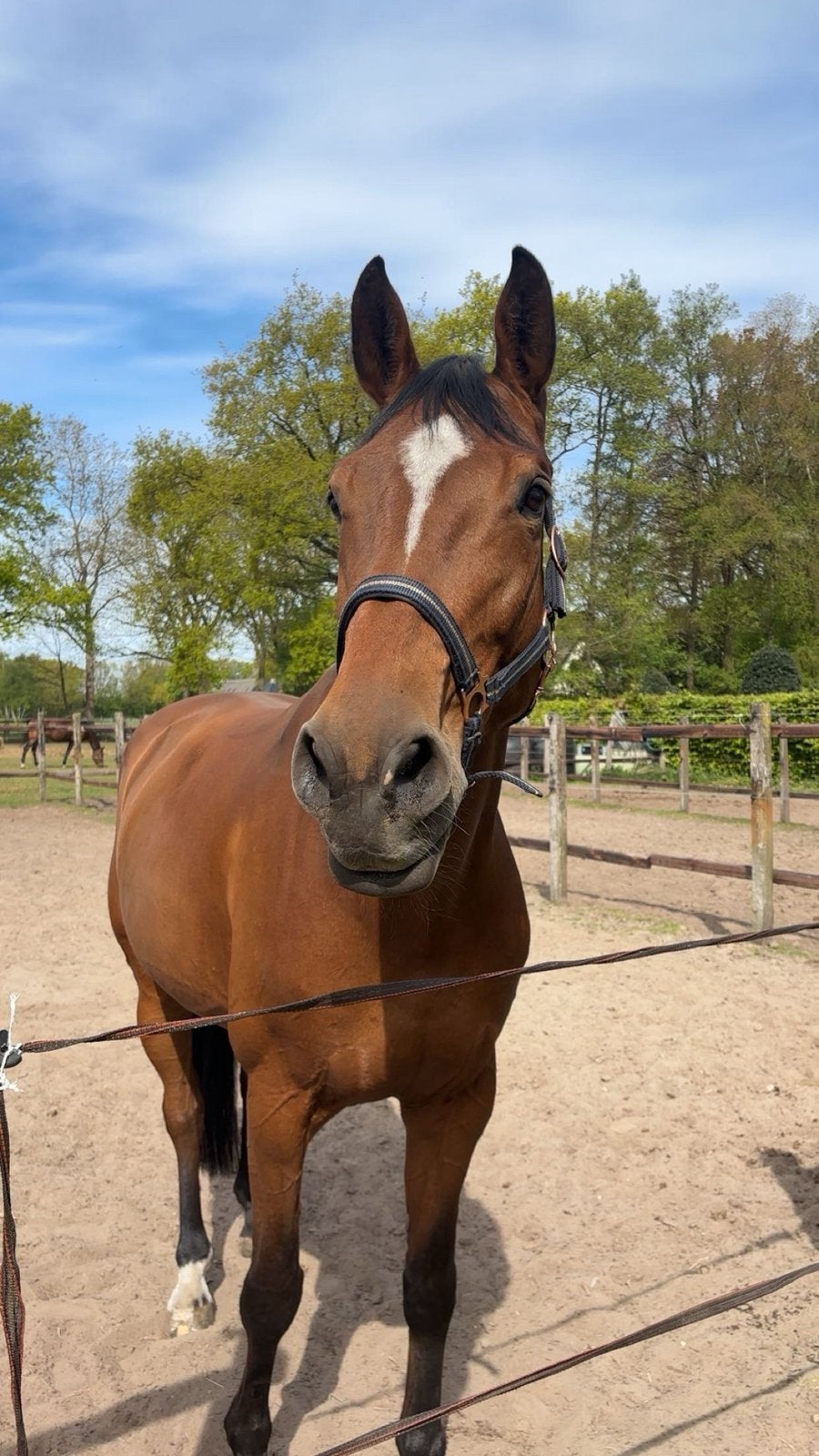 Recratiepaard, Merrie, 11 jaar of ouder, Met stamboom, B