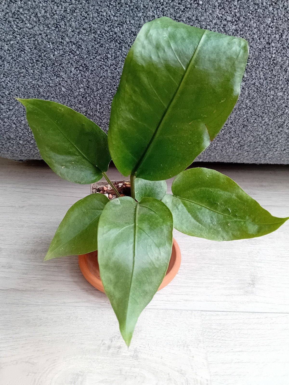 Anthurium Plowmanii -.opsture is op eigen risico!, Ophalen of Verzenden