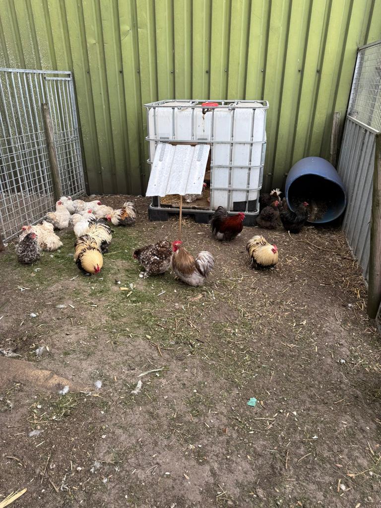 Cochin kriel hennen & hanen te koop, jong, aan de leg!, Dieren en Toebehoren, Pluimvee, Meerdere dieren, Kip