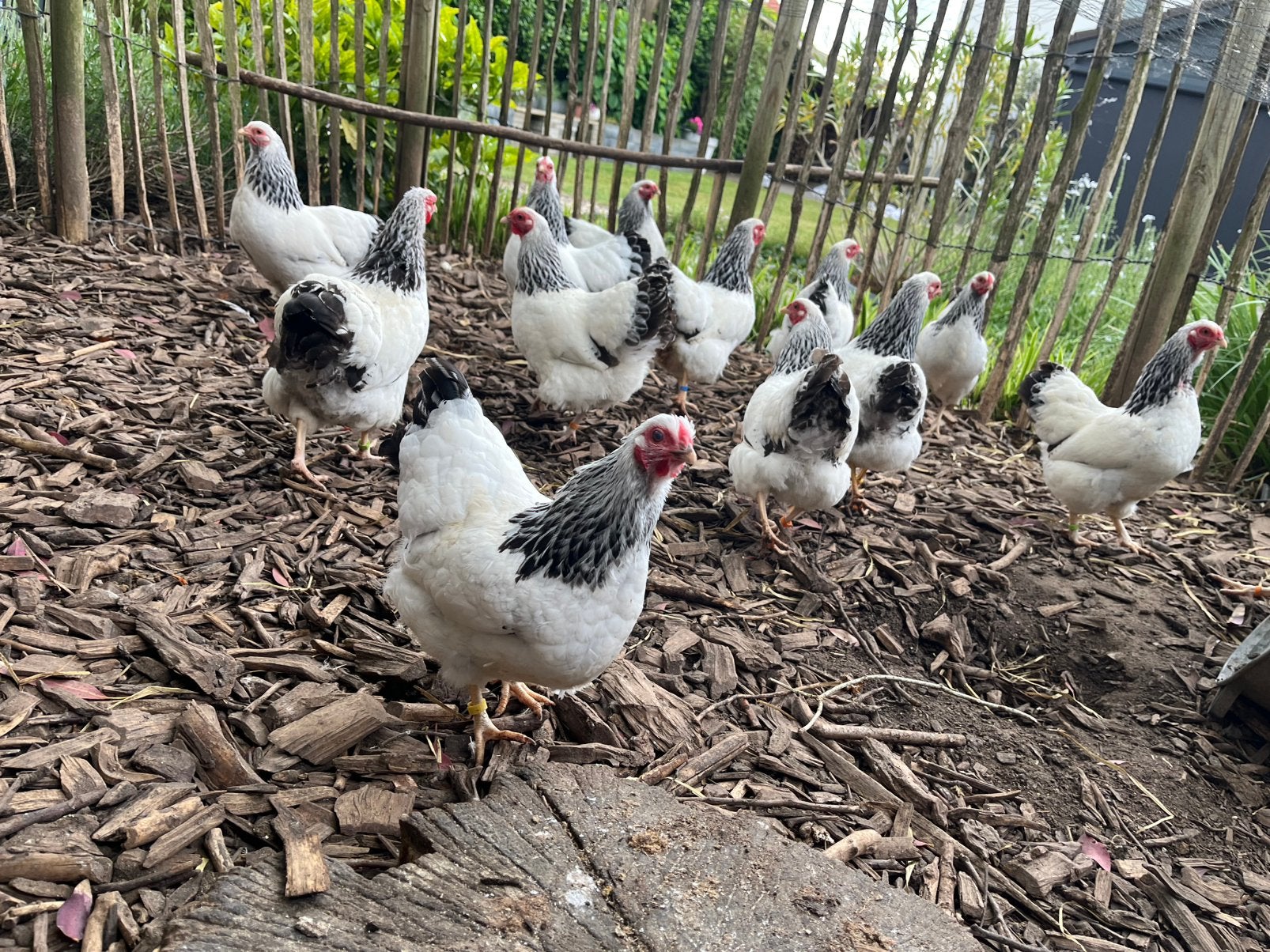 🐓 Laatste Jonge Wyandottekriel Columbia zwart wit hennen 🐔, Dieren en Toebehoren, Pluimvee, Vrouwelijk, Kip