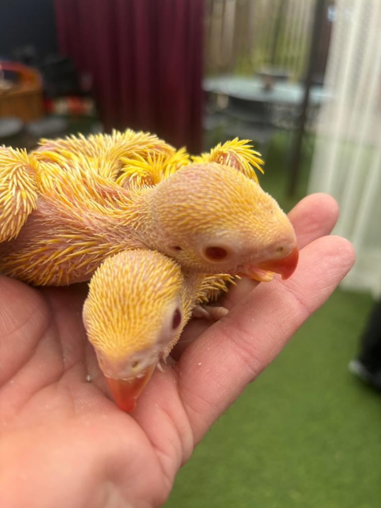 halsbandparkieten, Dieren en Toebehoren, Ophalen of Verzenden, Vogelkooi