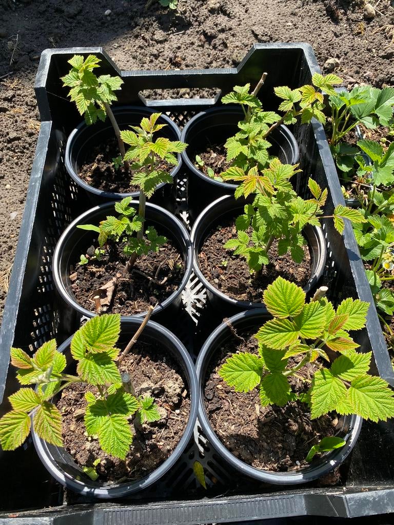 Frambozen, Ophalen, Volle zon, Vaste plant, Fruitplanten