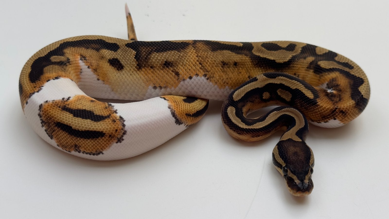 Pied het albino ball python, Slang, 0 tot 2 jaar