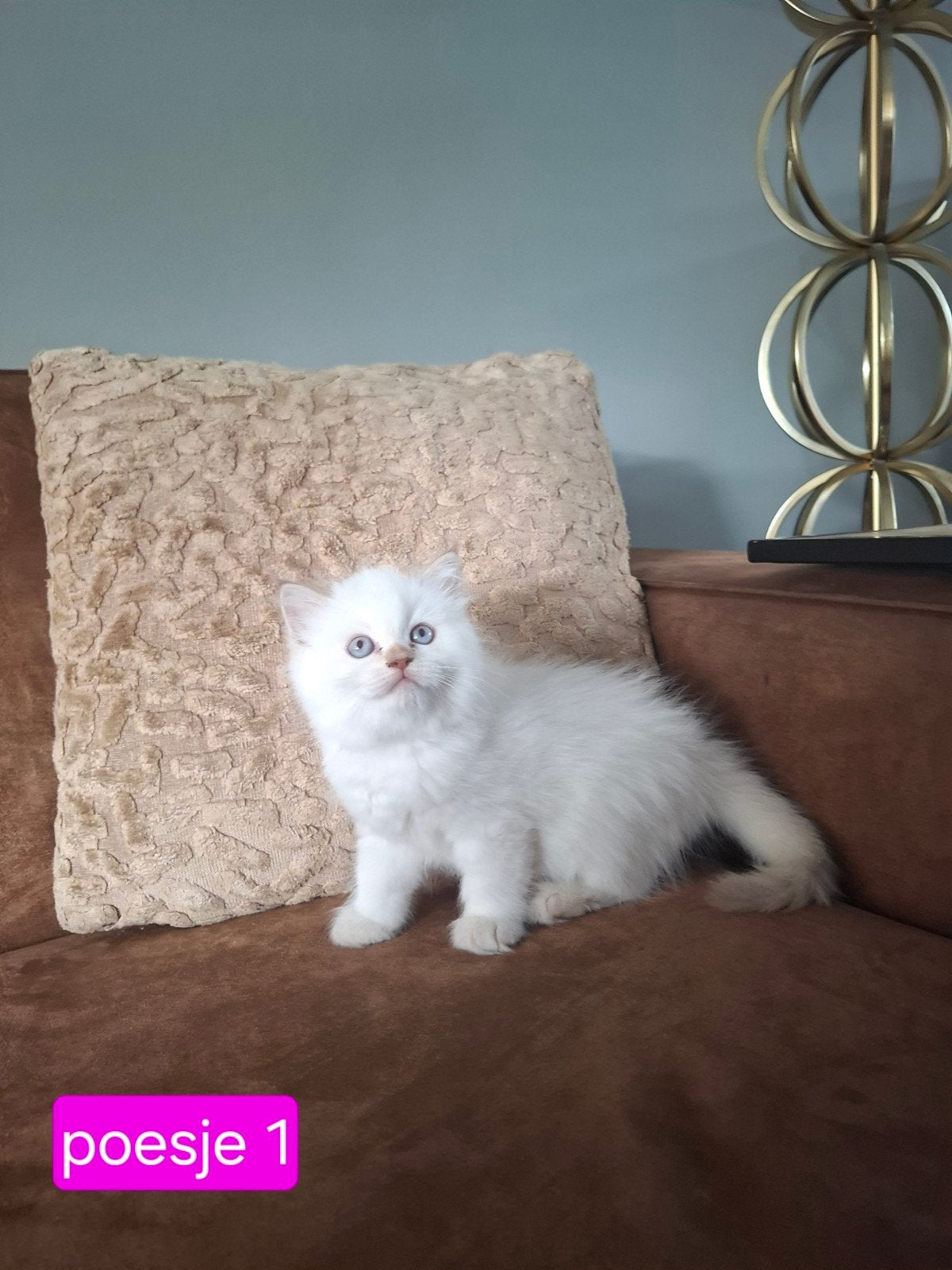 ragdoll kittens ( alleen poesje 1 beschikbaar), Dieren en Toebehoren, Meerdere dieren, Ontwormd, 0 tot 2 jaar